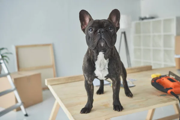 Adorabile bulldog nero francese in piedi su un tavolo di legno in una nuova casa — Foto stock