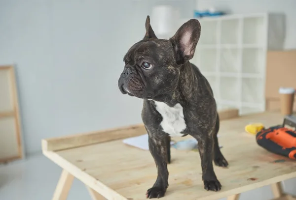 Entzückende schwarze französische Bulldogge steht auf Holztisch und schaut weg — Stockfoto