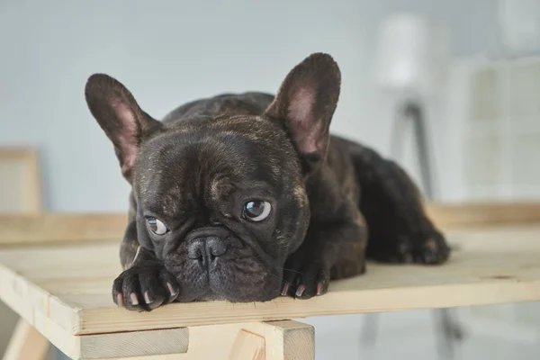 Close-up vista de adorável preto francês bulldog deitado sobre mesa de madeira em nova casa — Fotografia de Stock