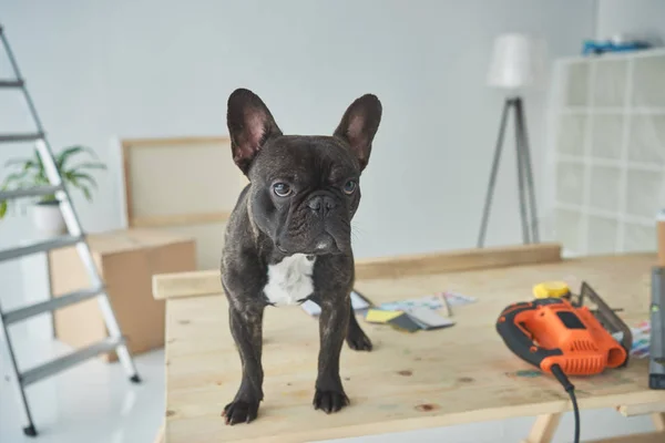 Adorable bulldog français debout dans une table en bois avec des outils — Photo de stock