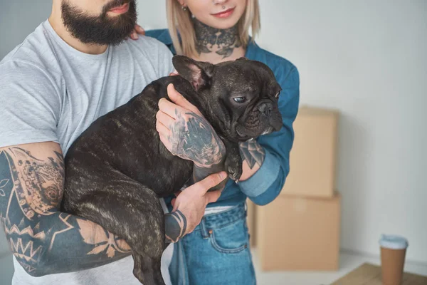 Corte tiro de jovem casal com tatuagens segurando bonito bulldog francês em nova casa — Fotografia de Stock