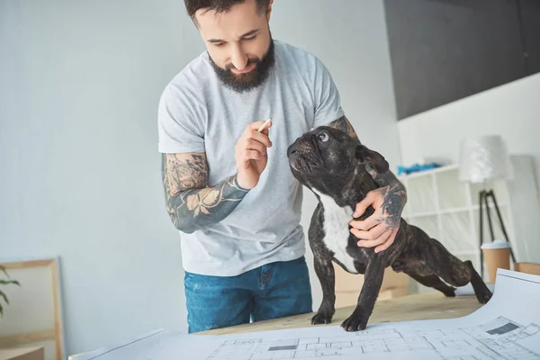 Татуированный ремонтник с карандашом и французским бульдогом рассматривает чертеж новой квартиры на деревянном столе — стоковое фото