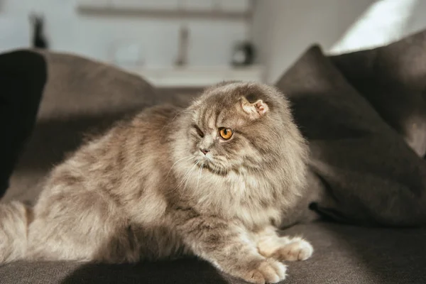 Foco seletivo de adorável cinza britânico longhair gato no sofá — Fotografia de Stock