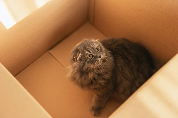 Visão de alto ângulo de adorável britânico longhair gato em caixa de papelão — Fotografia de Stock
