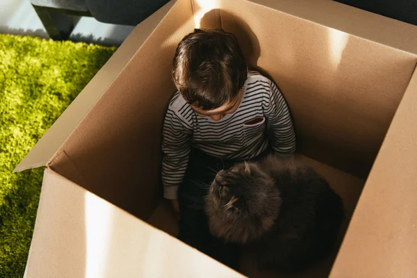 Високий кут зору чарівного маленького хлопчика і британського довгошерстого кота в картонній коробці вдома — стокове фото