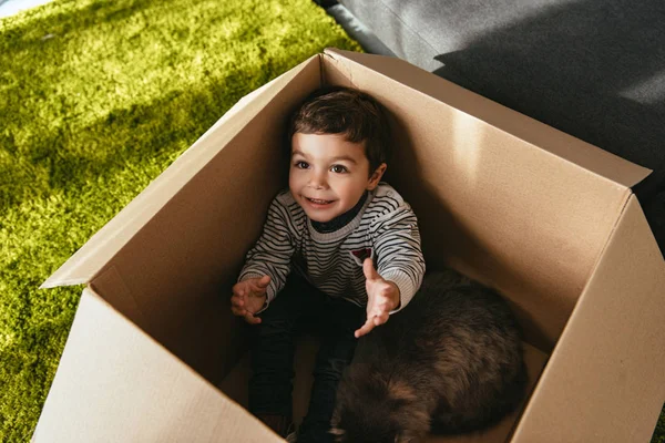 Щаслива маленька дитина з британським довгошерстим котом сидить у картонній коробці — стокове фото