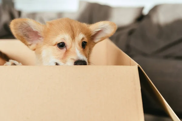 Selective focus of adorable puppy sitting in cardboard box — Stock Photo