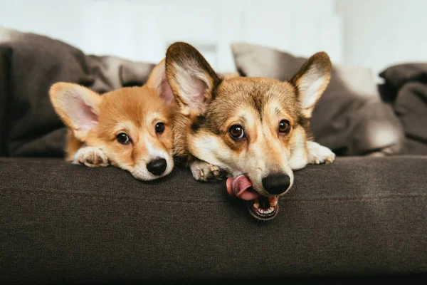 Adorables chiens corgi gallois allongés sur le canapé à la maison — Photo de stock