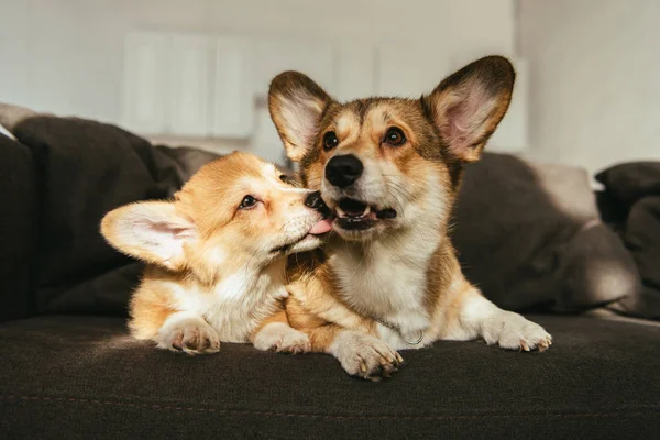 Adorable welsh corgi dogs sitting on sofa in living room at home — Stock Photo