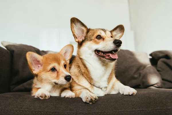 Perros corgi galeses sentados en el sofá en la sala de estar en casa - foto de stock