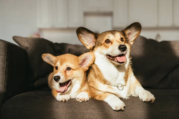 Galês corgi cães sentado no sofá sob a luz do sol em casa — Fotografia de Stock