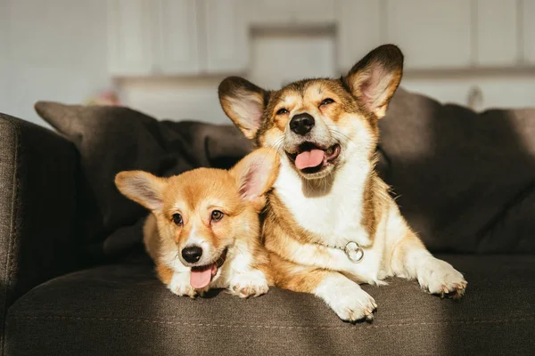 Adorable welsh corgi dogs sitting on sofa under sunlight at home — Stock Photo