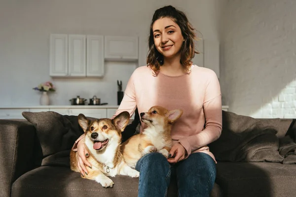 Привлекательная женщина сидит на диване с валлийскими корги собак дома — стоковое фото