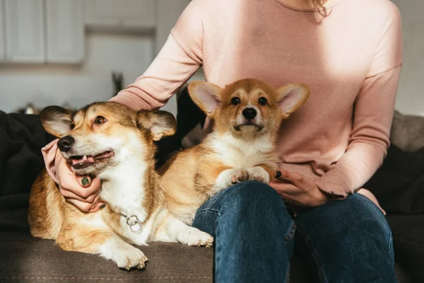 Imagem cortada de mulher sentada no sofá com cães galeses corgi em casa — Fotografia de Stock