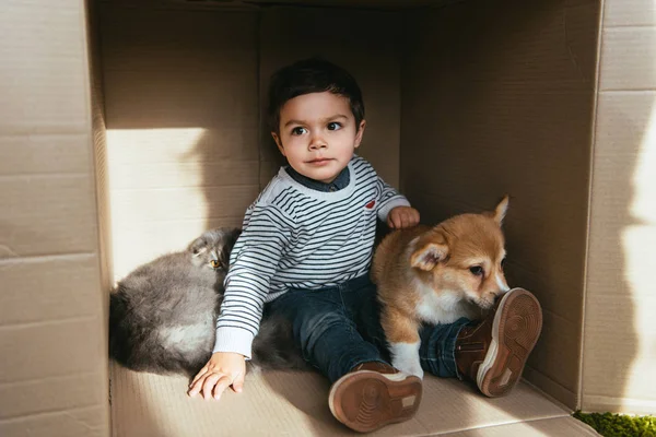 Весёлый ребенок с дружелюбной собакой и кошкой, сидящими в картонной коробке — стоковое фото