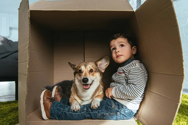 Selektiver Fokus des walisischen Corgi Pembroke sitzt mit kleinem Jungen im Karton — Stockfoto