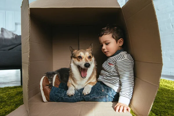 Lindo galés corgi pembroke sentado con pequeño niño en caja de cartón - foto de stock
