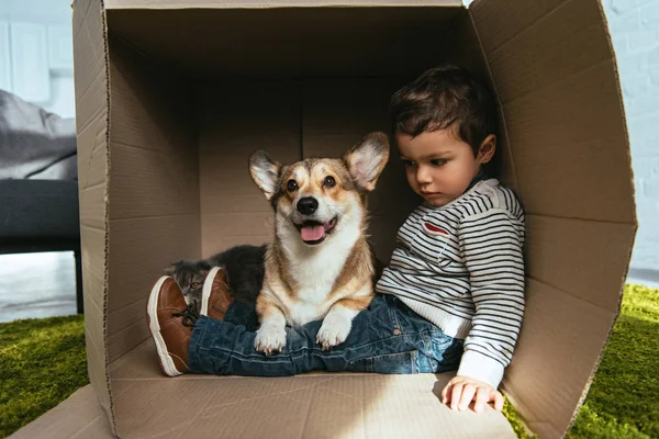 Adorable gallois corgi pembroke assis avec petit garçon dans la boîte en carton — Photo de stock