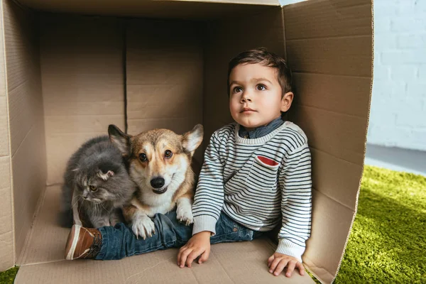 Little boy with welsh corgi pembroke and british longhair cat sitting in cardboard box — Stock Photo