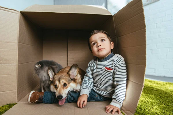 Boy with adorable welsh corgi pembroke and british longhair cat sitting in cardboard box — Stock Photo