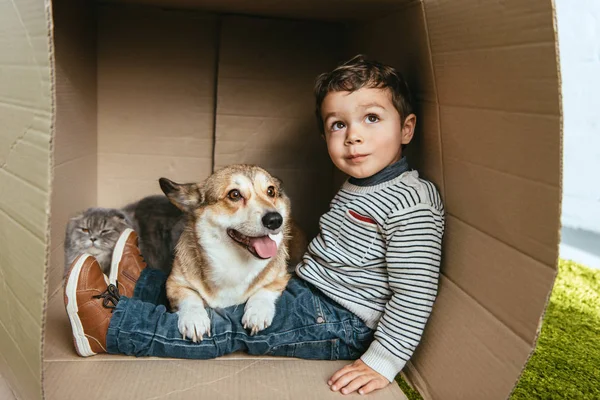 Selective focus of boy with adorable corgi and british longhair cat sitting in cardboard box — Stock Photo