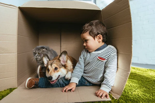 Child with adorable corgi and british longhair cat sitting in cardboard box — Stock Photo