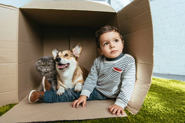 Petit garçon avec adorable corgi et britannique chat à poil long assis dans la boîte en carton — Photo de stock