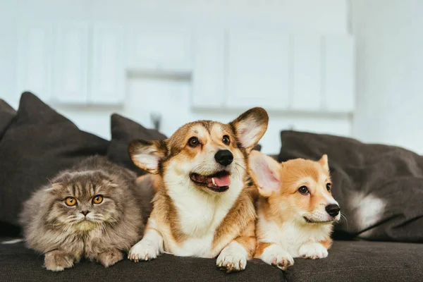 Welsh corgi dogs and british longhair cat on sofa at home — Stock Photo