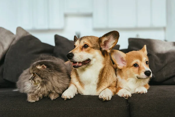 Vue rapprochée d'adorables chiens gallois corgi et chat britannique à poil long sur le canapé à la maison — Photo de stock