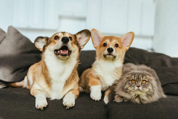 Selective focus of adorable welsh corgi dogs and british longhair cat on sofa at home — Stock Photo