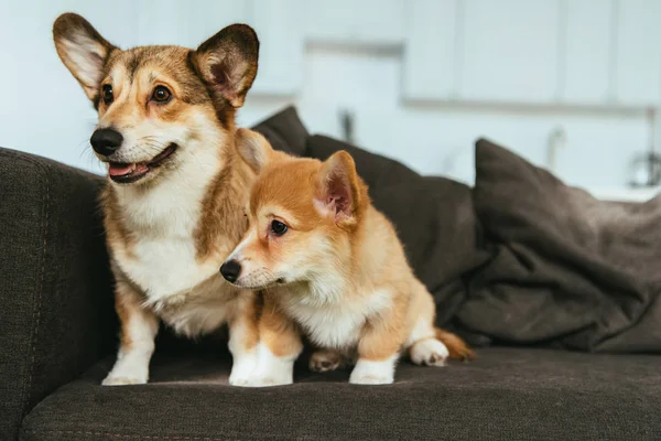 Galês corgi cães no sofá na sala de estar em casa — Fotografia de Stock