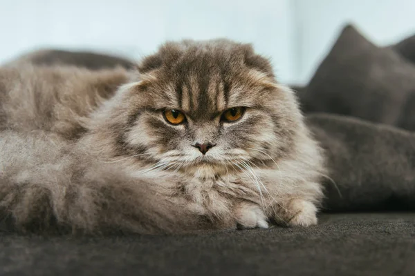 Retrato de gato de pelo largo británico acostado en el sofá en casa - foto de stock