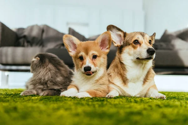 Adorable welsh corgi dogs and british longhair cat on floor at home — Stock Photo