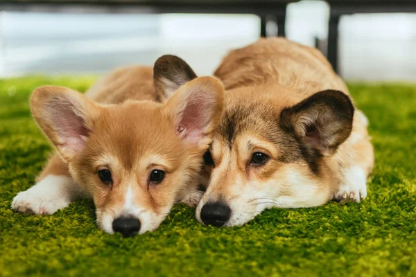 Two cute welsh corgi dogs laying on green lawn at home — Stock Photo