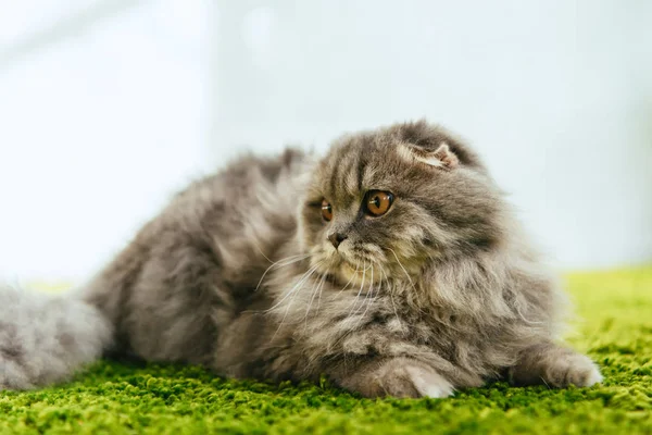 Close up view of adorable british longhair cat laying on floor — Stock Photo