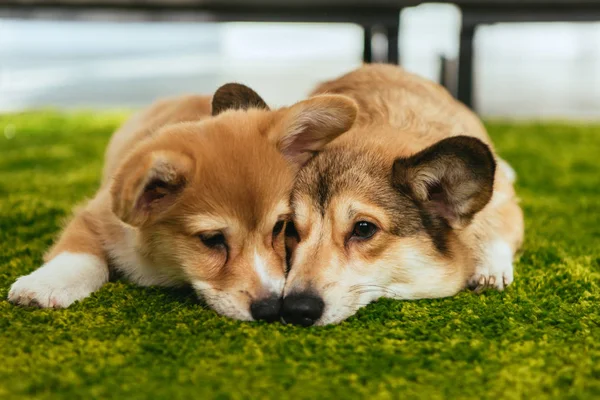 Dos lindos perros corgi galeses que yacen en el césped verde en casa - foto de stock