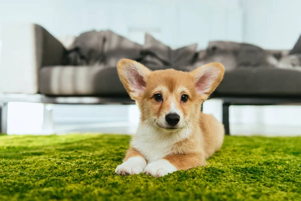 Adorable galés corgi pembroke sentado en césped verde en sala de estar en casa - foto de stock