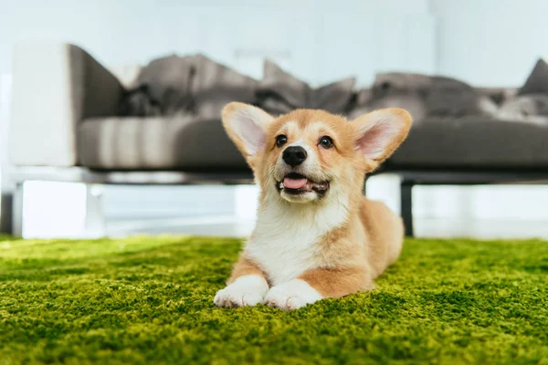 Selective focus of welsh corgi pembroke sitting on green lawn in living room at home — Stock Photo