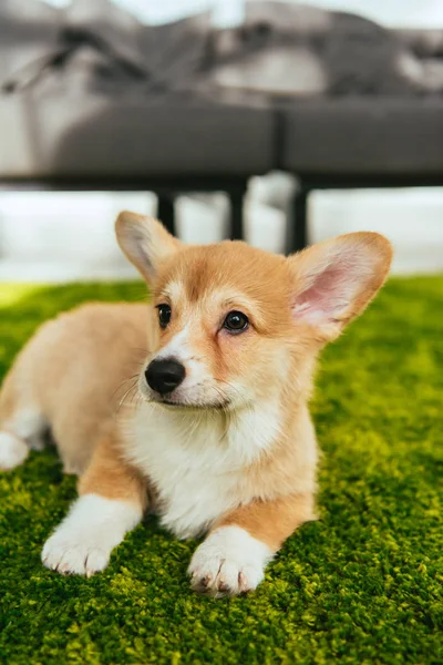 Cute welsh corgi pembroke sitting on green lawn in living room at home — Stock Photo