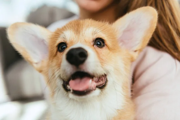 Portrait en gros plan d'adorable corgi gallois pembroke sur les mains de la femme — Photo de stock