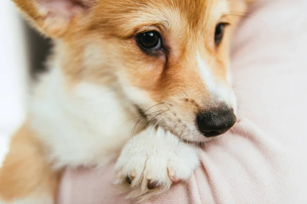 Retrato de adorável galês corgi pembroke em mãos de mulher — Fotografia de Stock