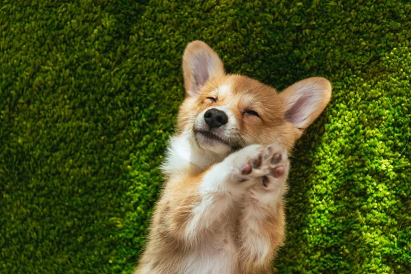 Adorável galês corgi pembroke no gramado verde em casa — Fotografia de Stock