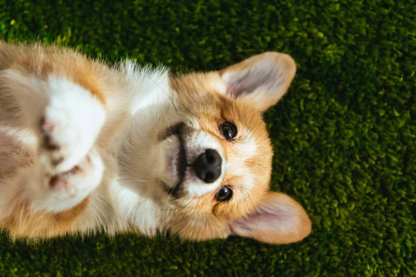 Top view of welsh corgi pembroke on green lawn at home — Stock Photo