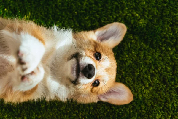 Vista superior de galês corgi pembroke no gramado verde em casa — Fotografia de Stock