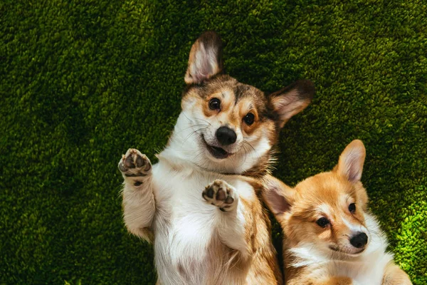 Adorable welsh corgi dogs laying on green lawn — Stock Photo