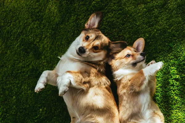 Vue de dessus de deux adorables chiens corgi gallois posés sur la pelouse verte — Photo de stock