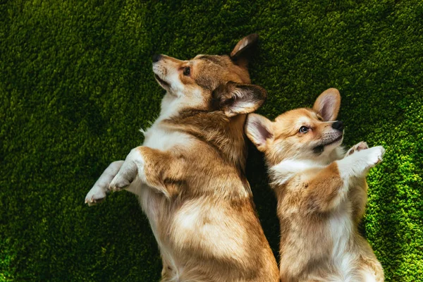 Elevated view of two adorable welsh corgi dogs laying on green lawn — Stock Photo