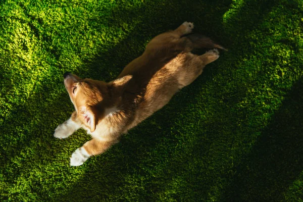 Над головой вид валлийского щенка корги на зеленой лужайке дома — стоковое фото