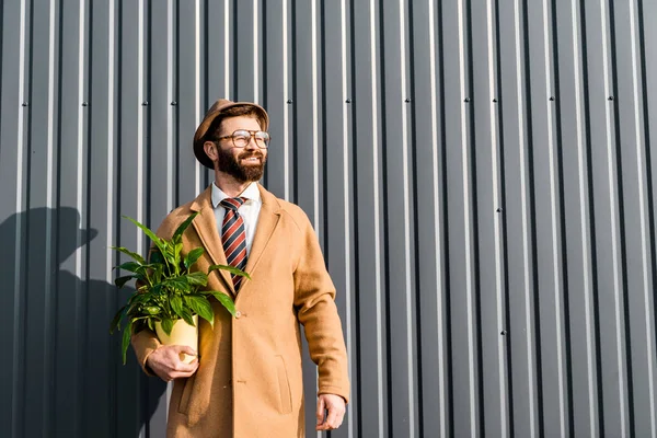 Sourire homme heureux dans le chapeau et les lunettes tenant plante dans un pot lumineux — Photo de stock