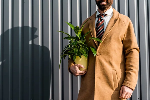 Partial view of adult bearded businessman holding green plant in yellow pot — Stock Photo